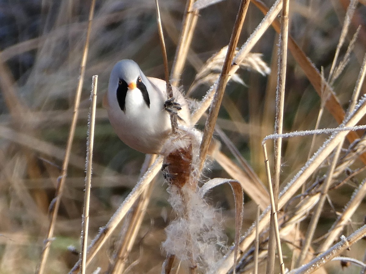 sýkořice vousatá - ML646050847