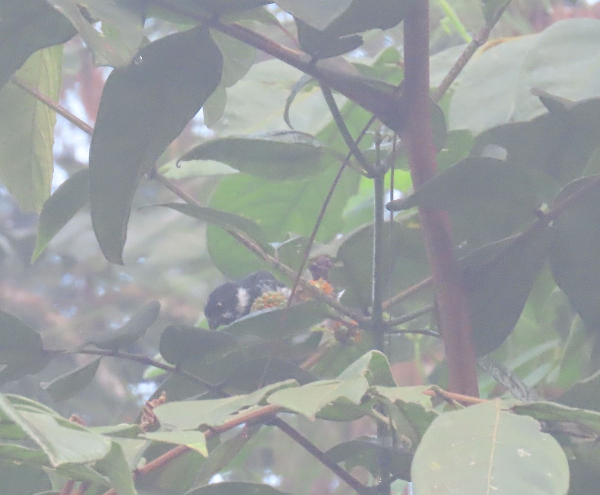 Variable Seedeater - ML646050848