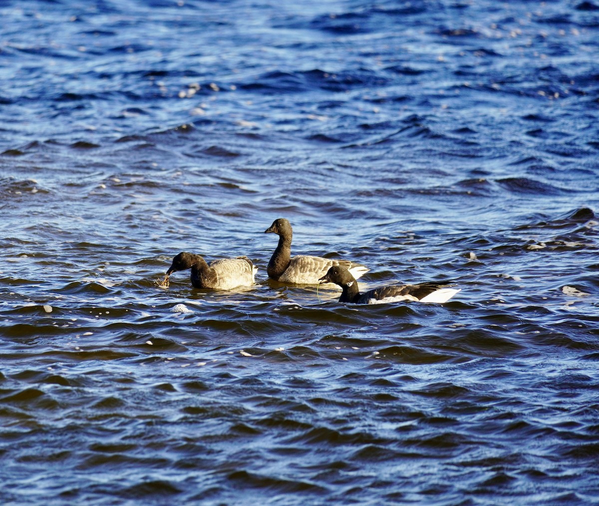 黑雁 - ML646050849