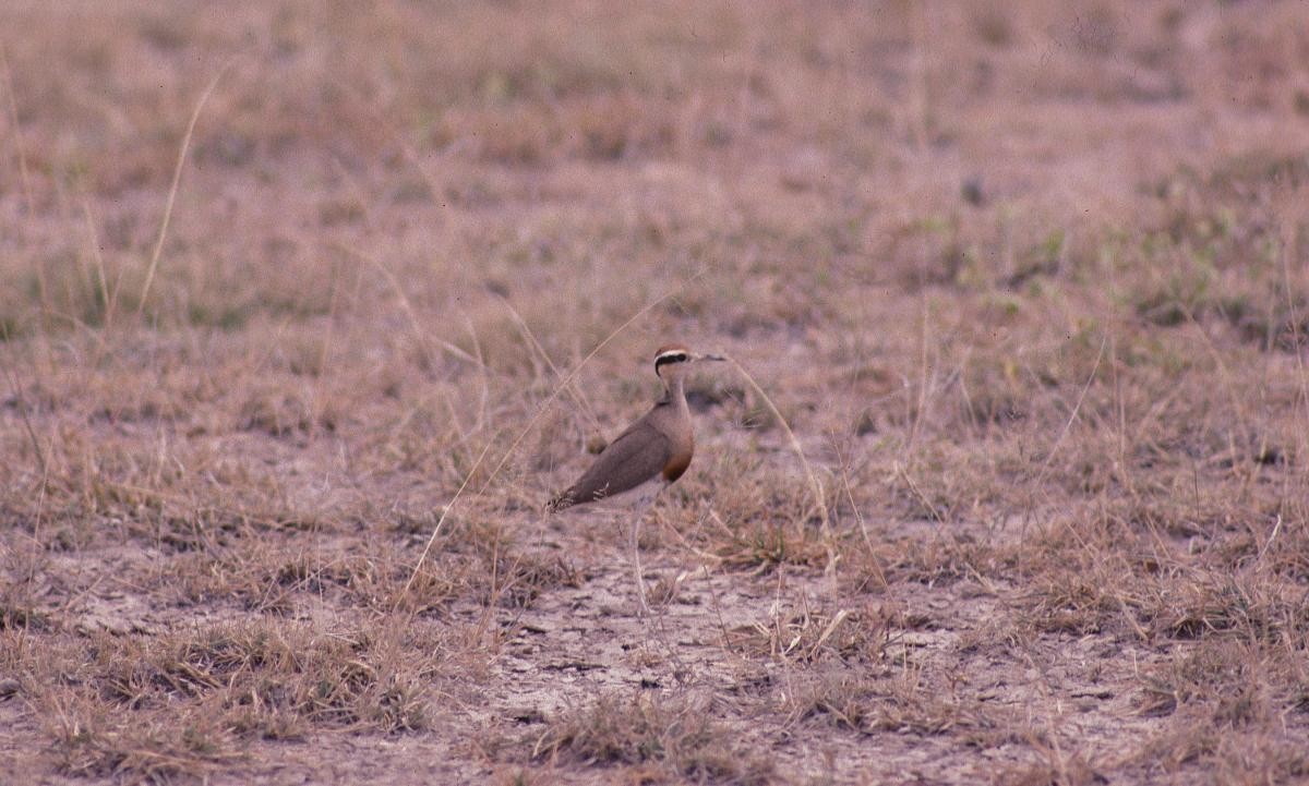 Temminck's Courser - ML646050850