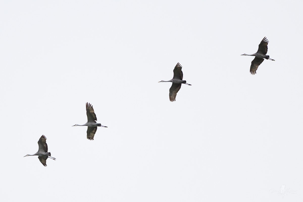 沙丘鶴 - ML646050851