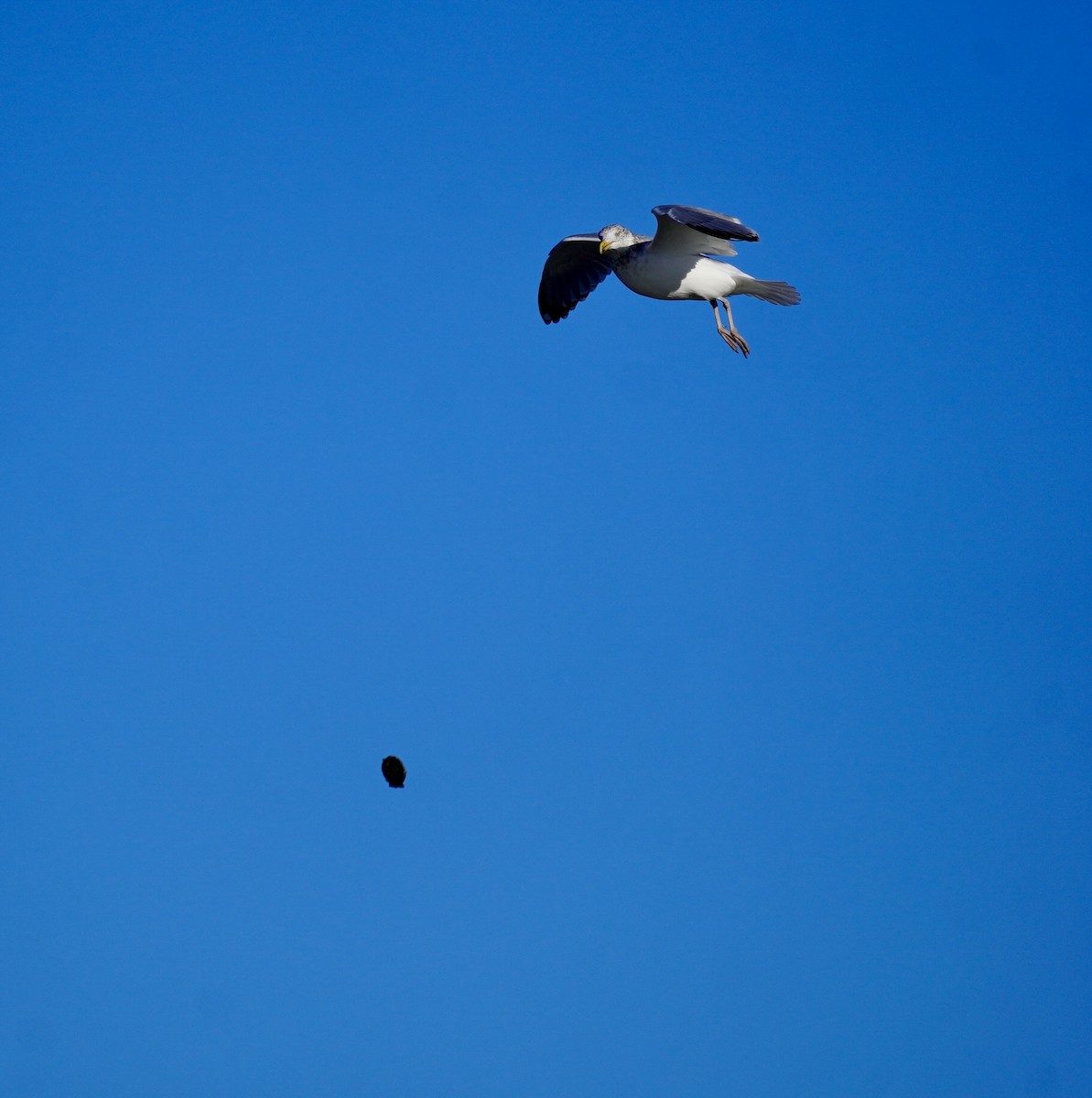 American Herring Gull - ML646050852