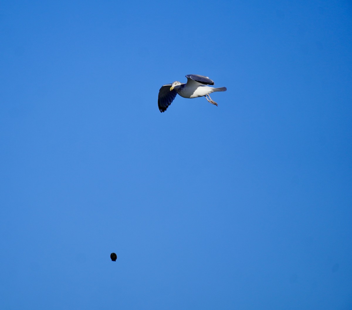 American Herring Gull - ML646050853