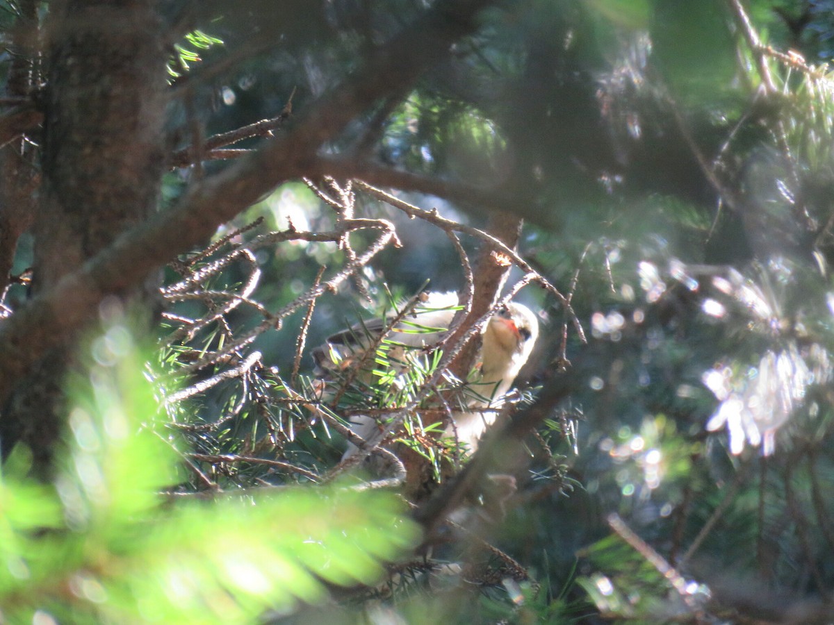 Common Firecrest - ML646050854