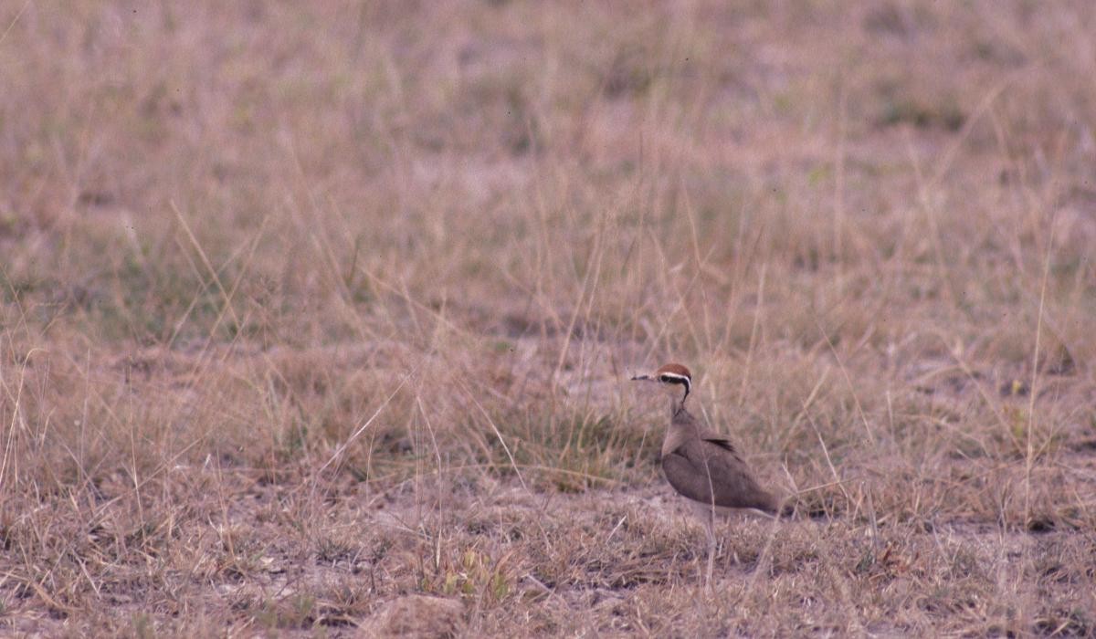 Temminck's Courser - ML646050855