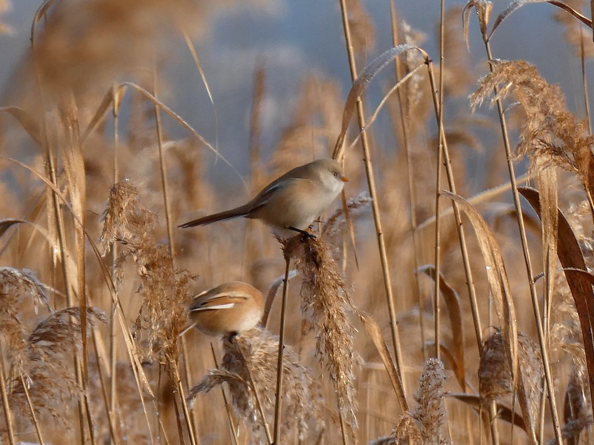 Bearded Reedling - ML646050856