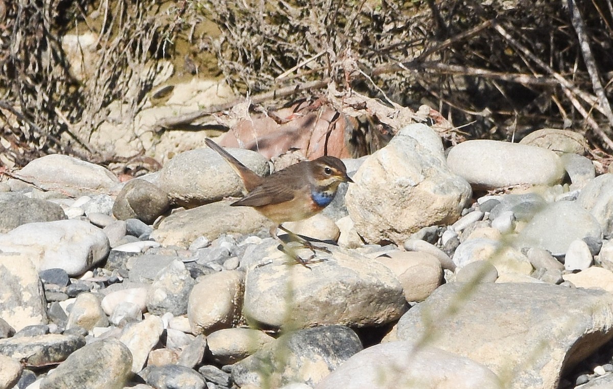 藍喉鴝 - ML646050857