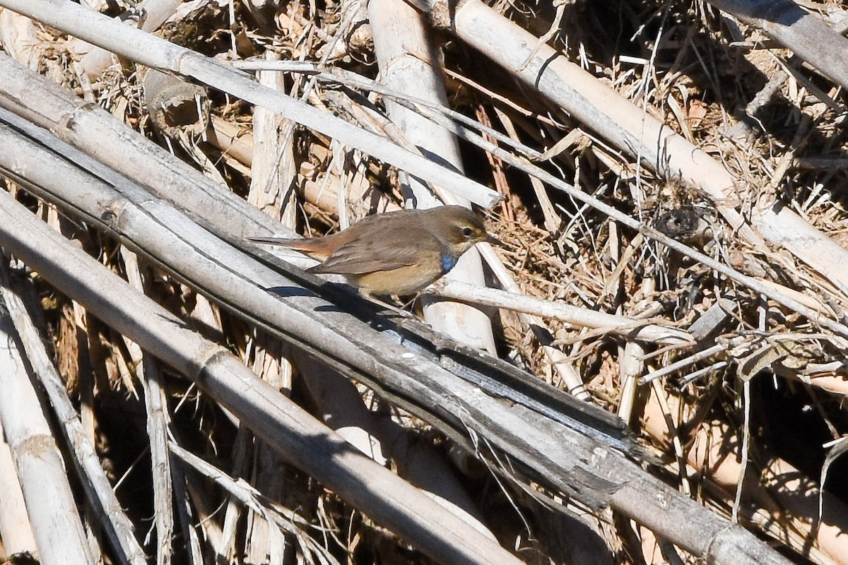 藍喉鴝 - ML646050858