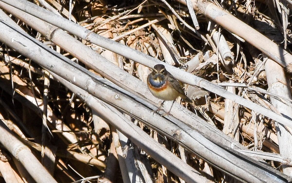 藍喉鴝 - ML646050859