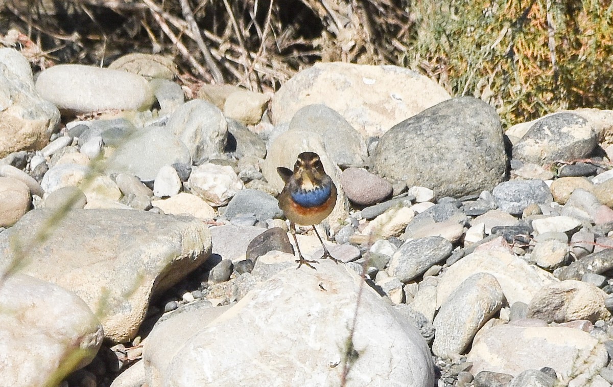 藍喉鴝 - ML646050860