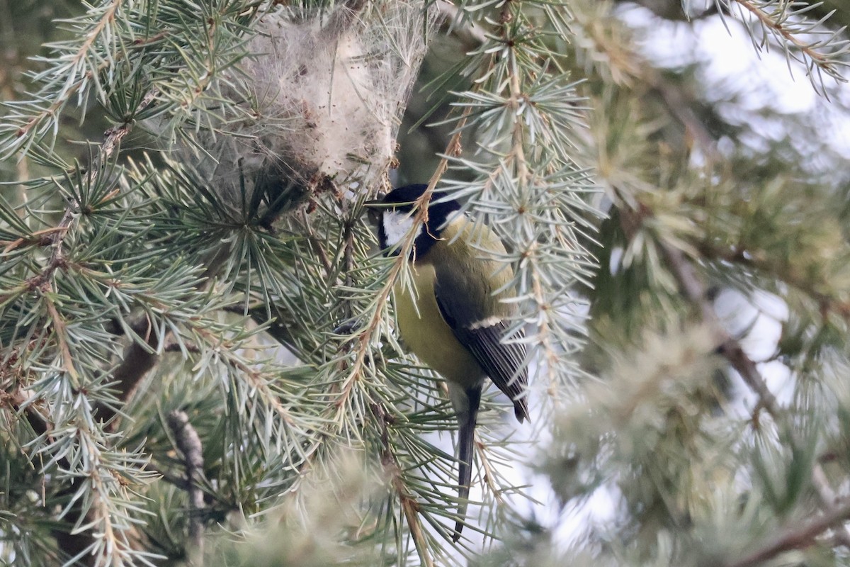 Great Tit - ML646050862