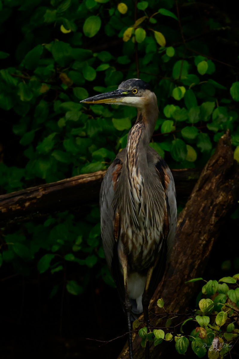 Great Blue Heron - ML646050863