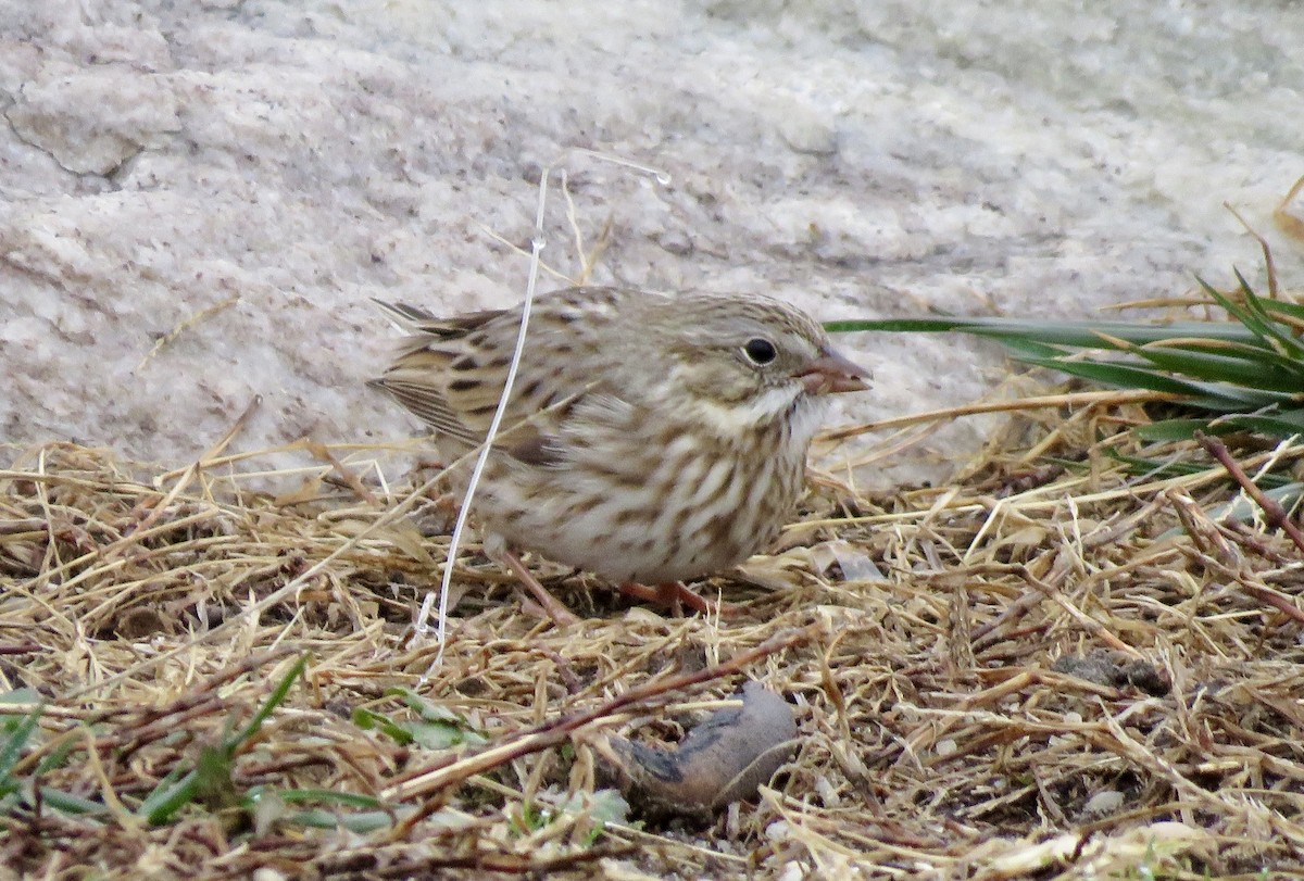 稀樹草鵐 - ML646050864
