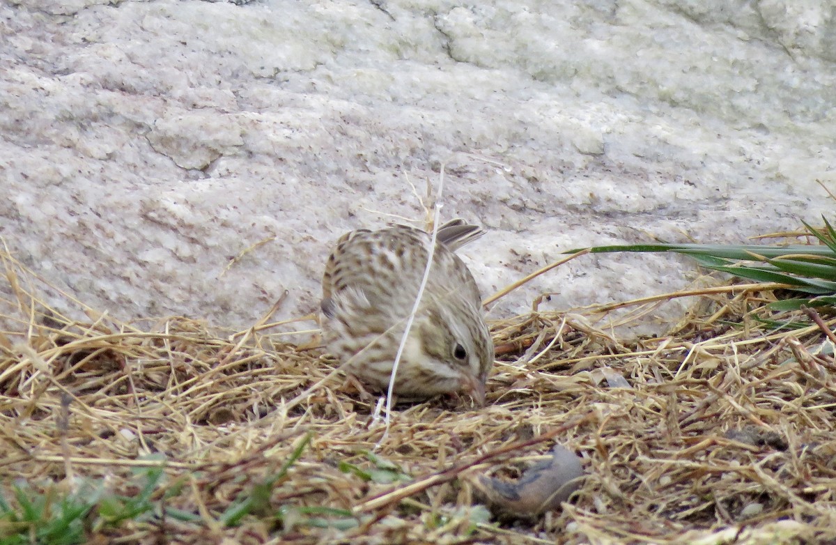 稀樹草鵐 - ML646050865