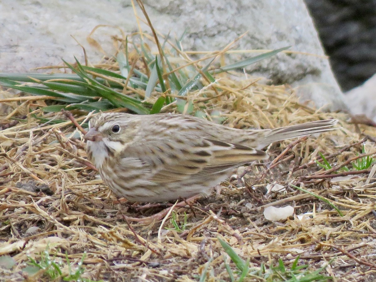 稀樹草鵐 - ML646050866