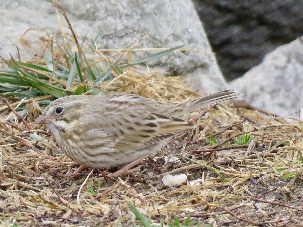 稀樹草鵐 - ML646050867