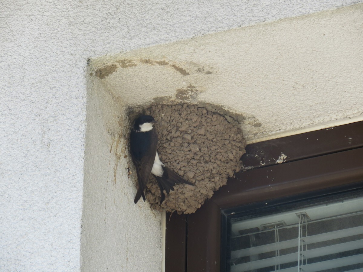 Western House-Martin - ML646050868