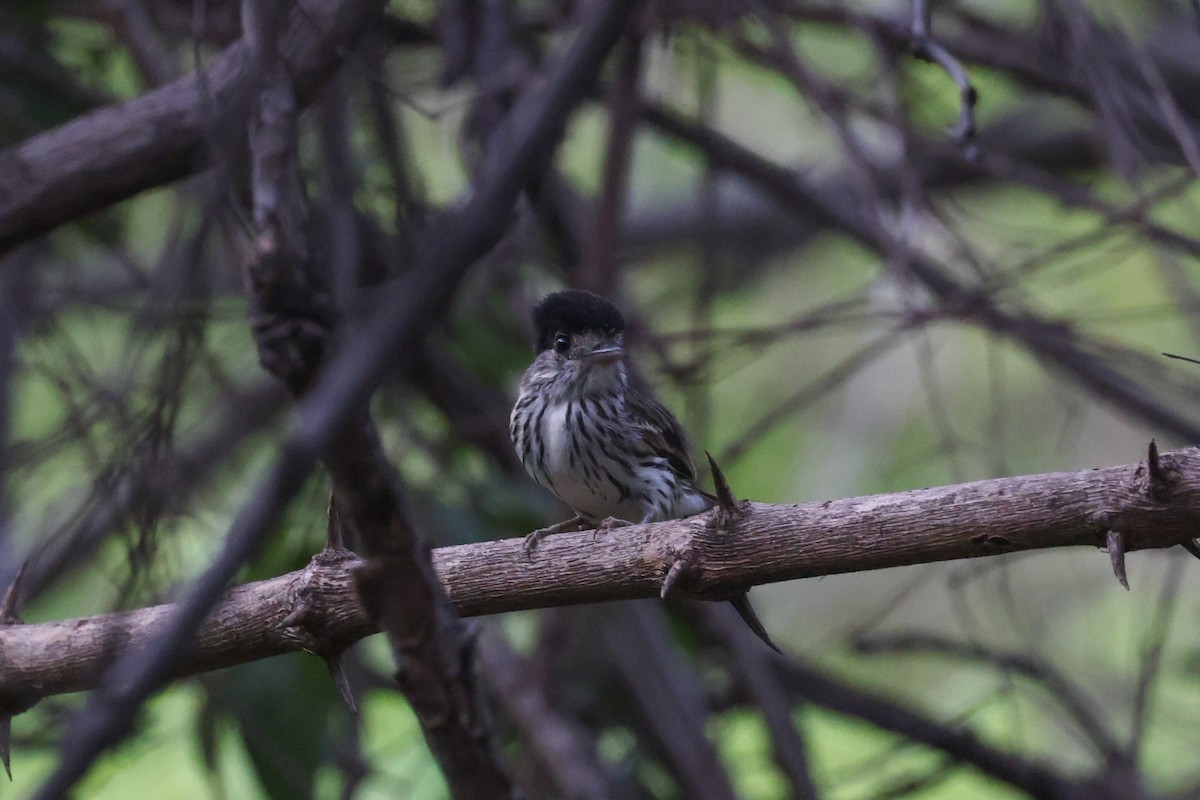 African Broadbill - ML646050869