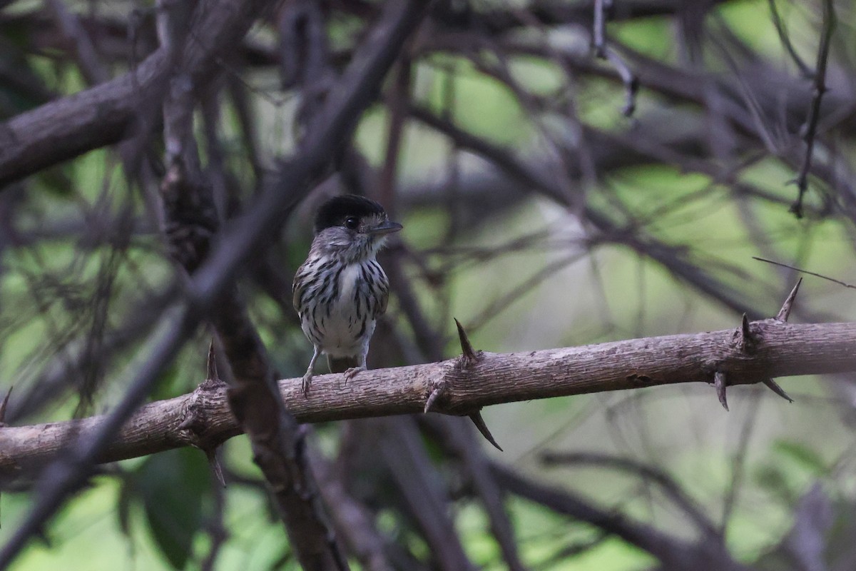 African Broadbill - ML646050870