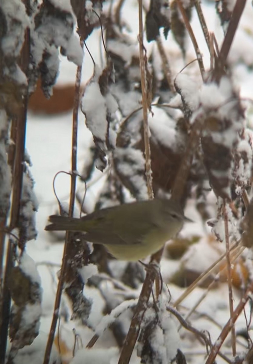 サメズアカアメリカムシクイ - ML646050871