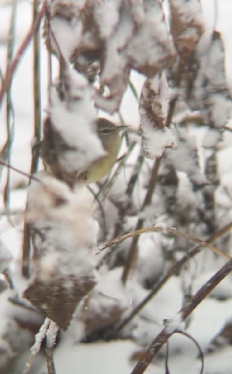 サメズアカアメリカムシクイ - ML646050872