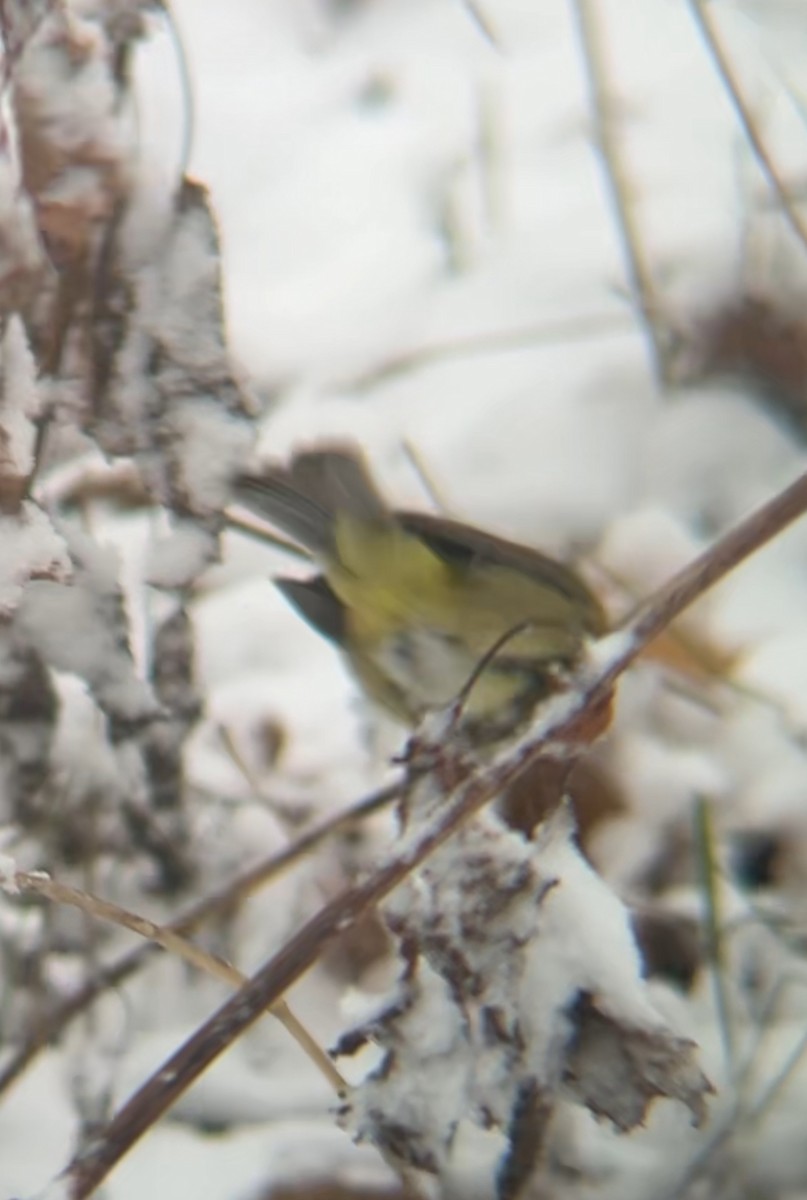 サメズアカアメリカムシクイ - ML646050873