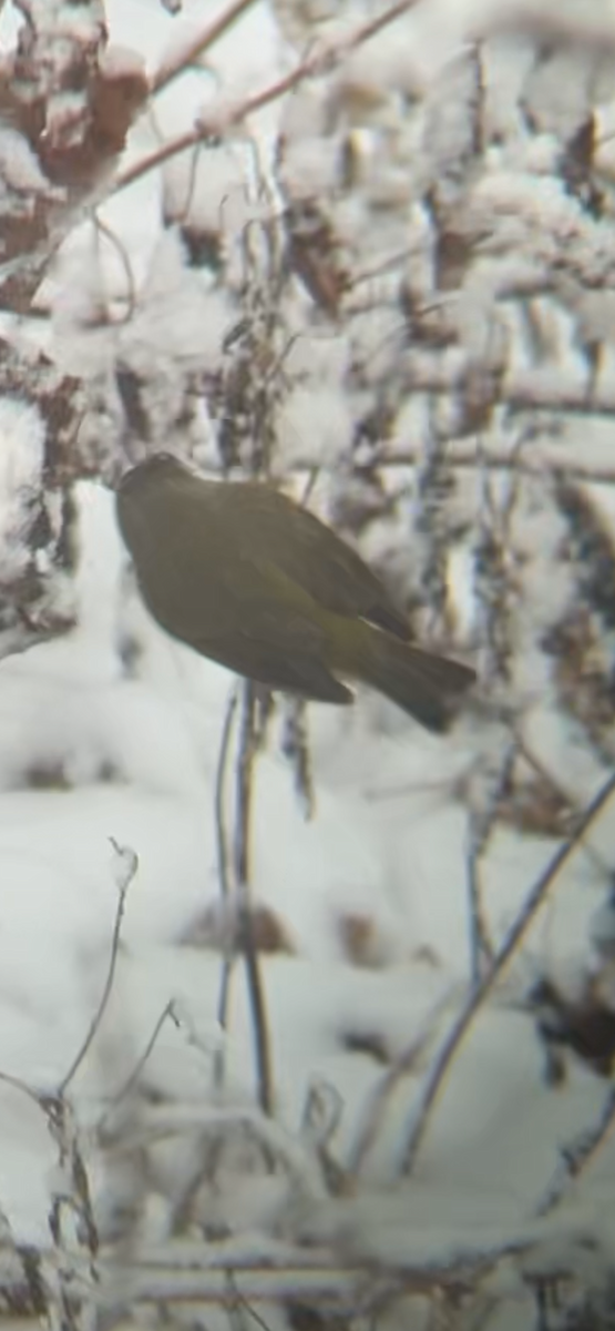 サメズアカアメリカムシクイ - ML646050874