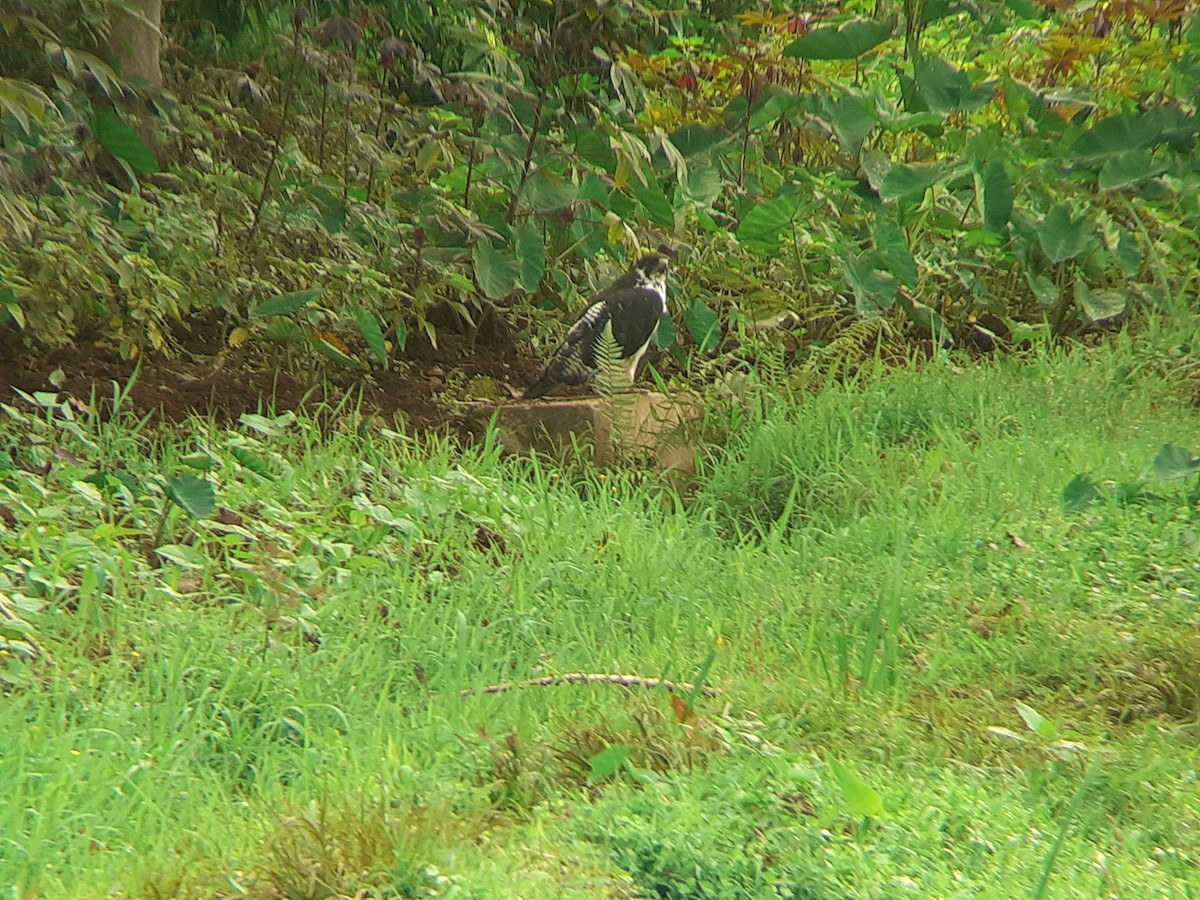 Augur Buzzard - ML646050878