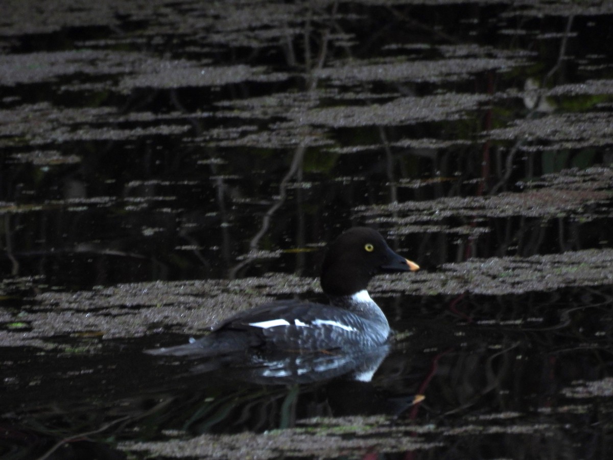 鵲鴨 - ML646050879