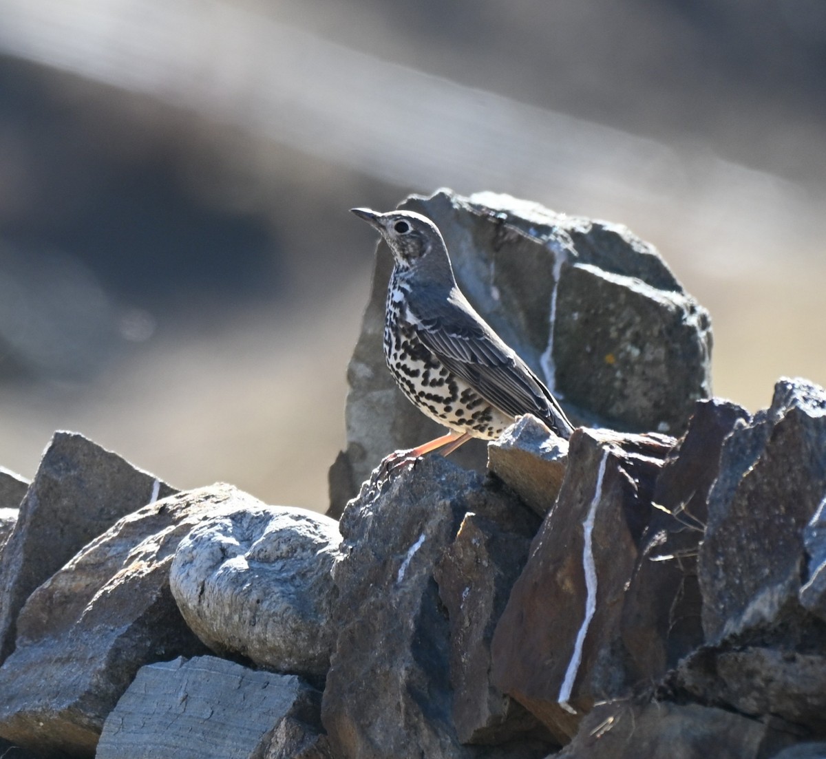 槲鶇 - ML646050881