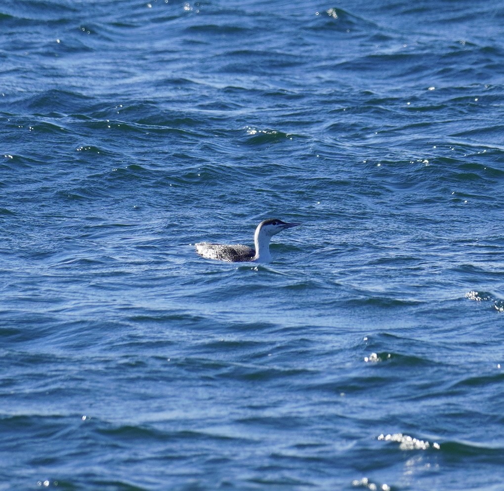 紅喉潛鳥 - ML646050885