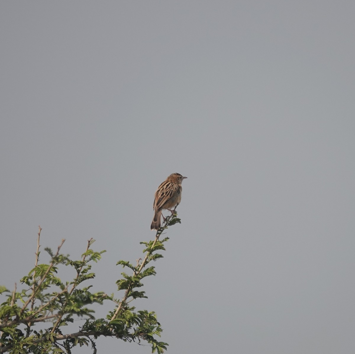 棕扇尾鶯 - ML646050886