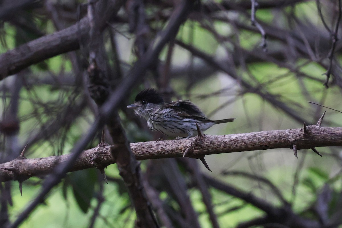 African Broadbill - ML646050887