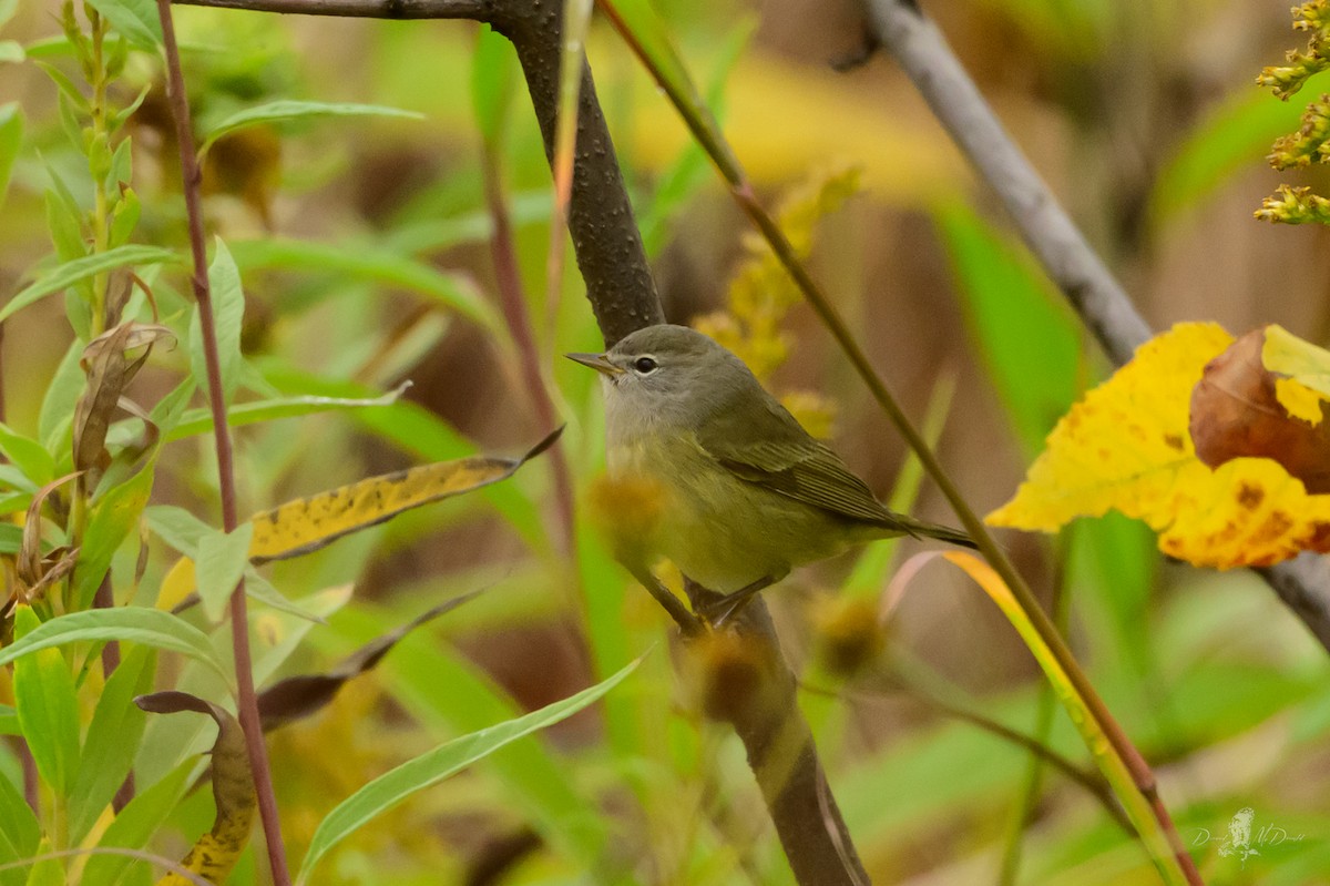 Orange-crowned Warbler - ML646050888