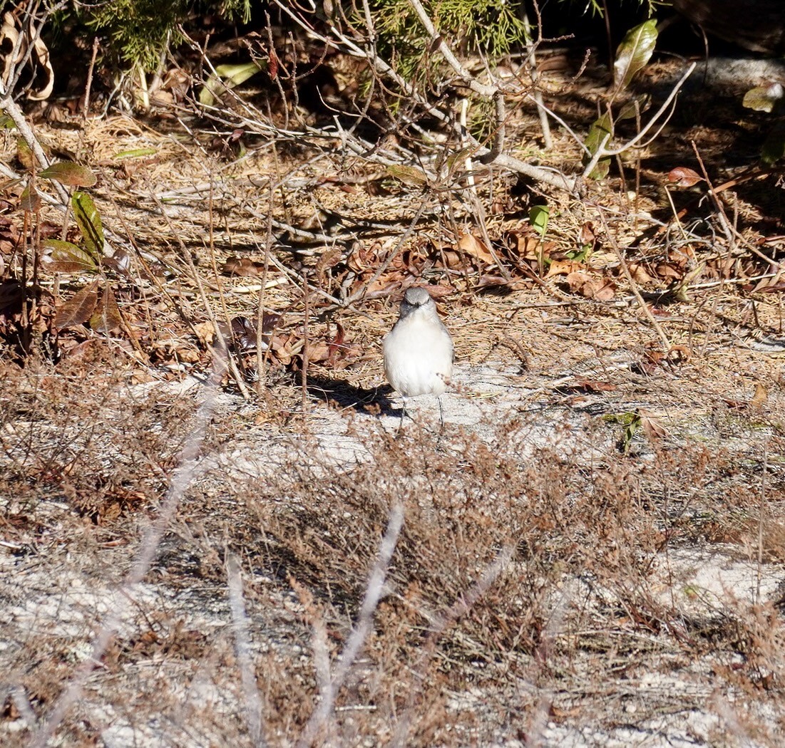 Northern Mockingbird - ML646050889