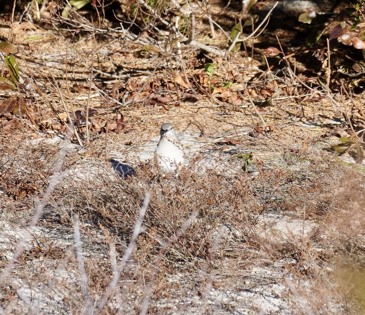 Northern Mockingbird - ML646050890