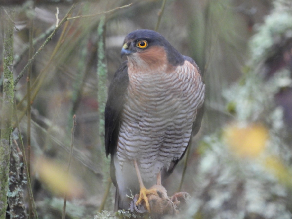 北雀鷹 - ML646050895