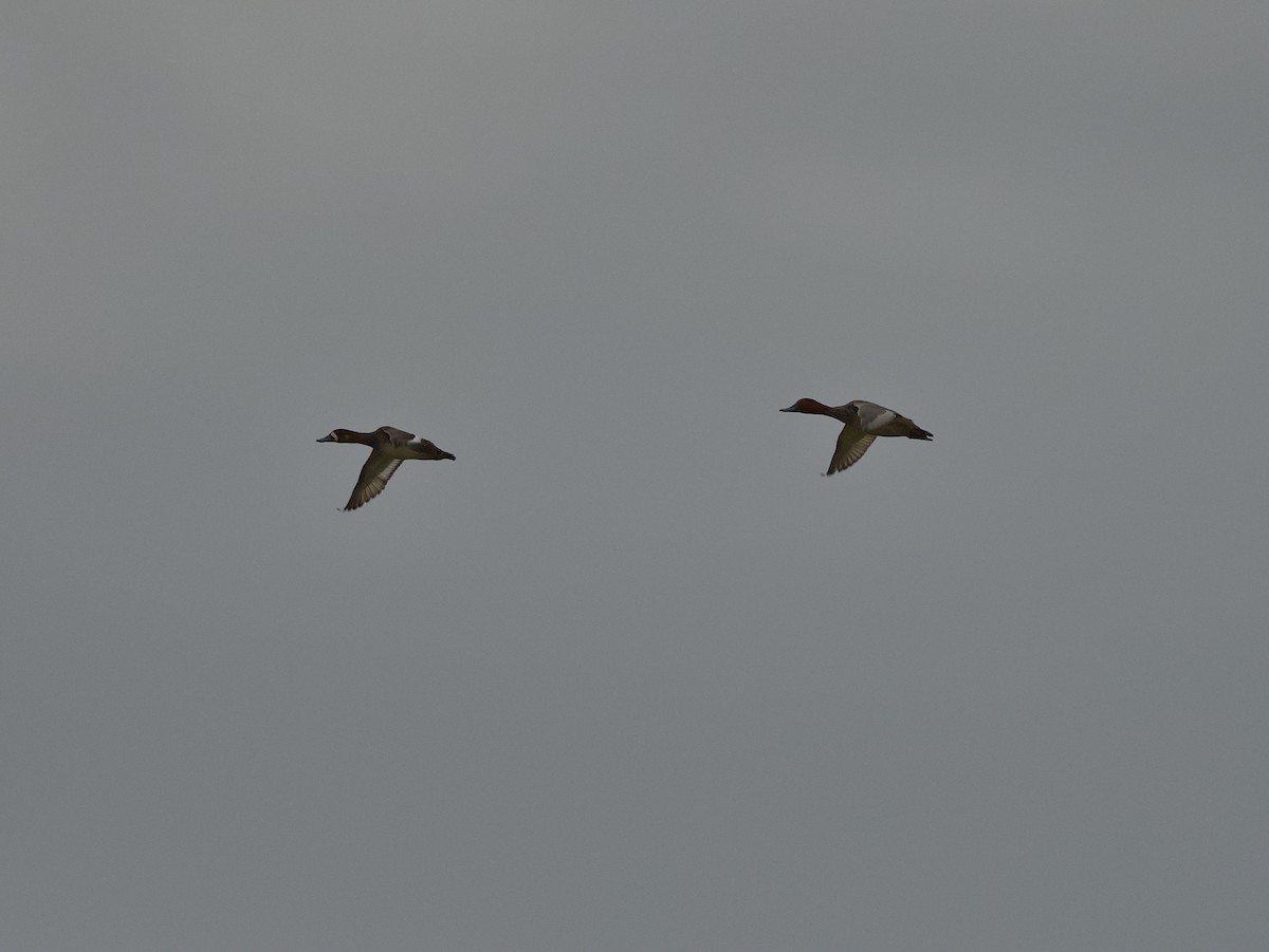 Redhead - ML646050897