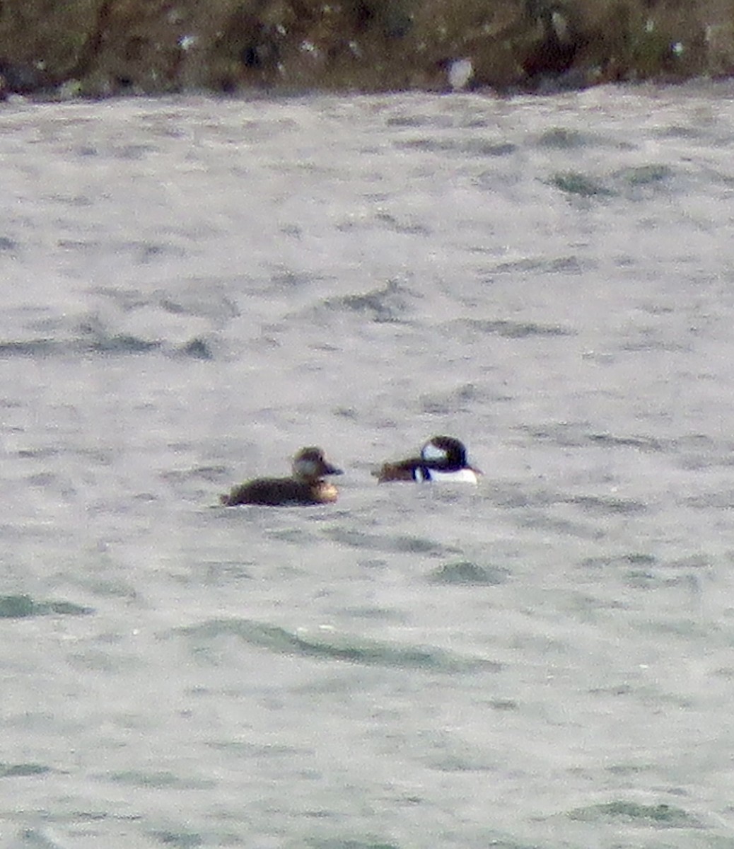 turpan žlutozobý - ML646050905