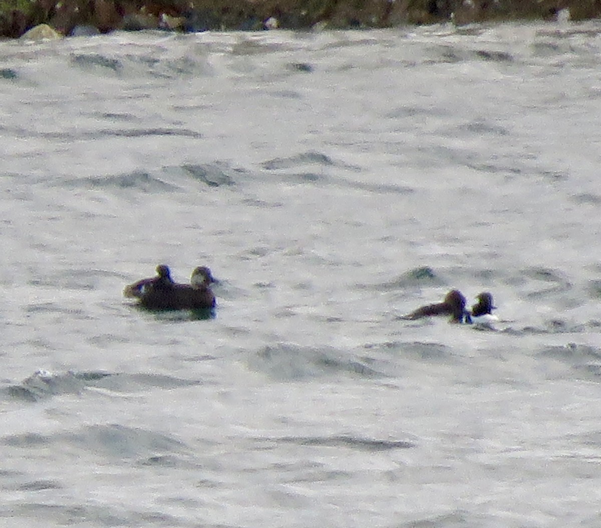 turpan žlutozobý - ML646050906