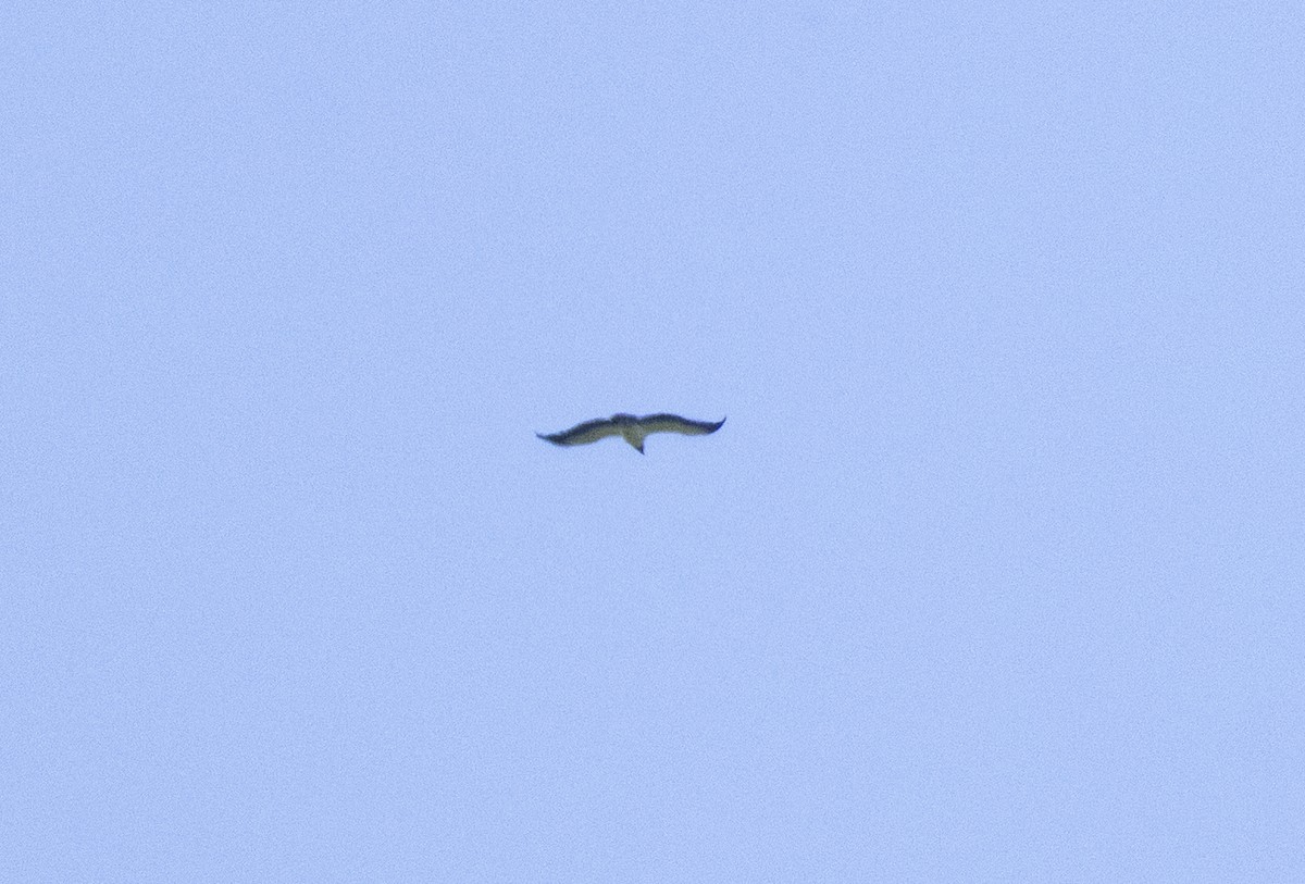 King Vulture - ML646050907