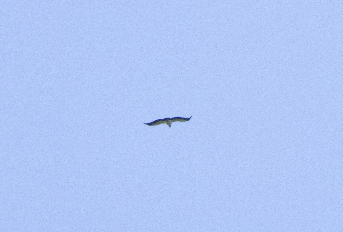 King Vulture - ML646050908