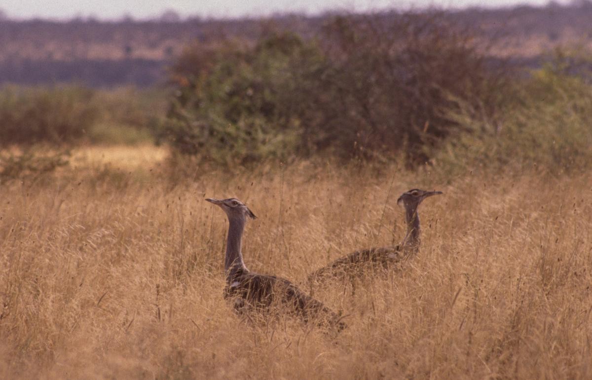 Kori Toyu - ML646050909