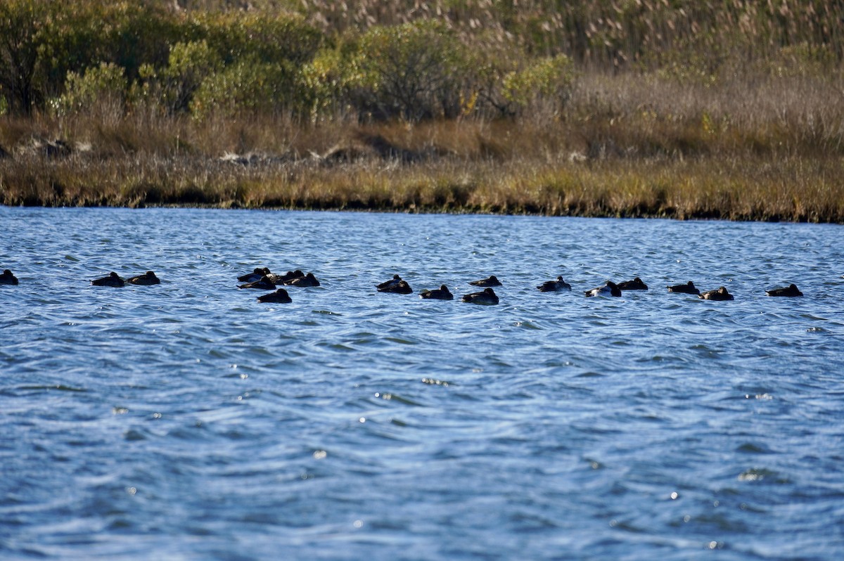 polák kaholka - ML646050913