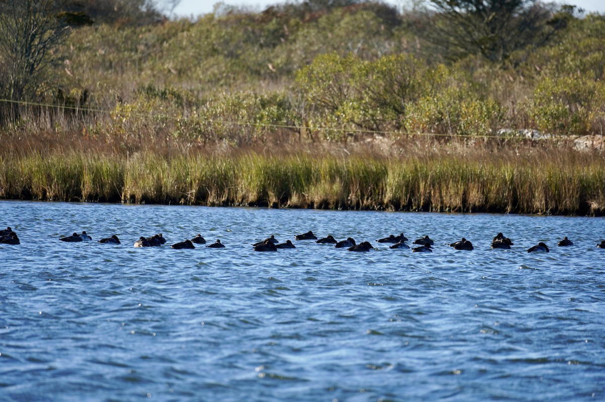 polák kaholka - ML646050914