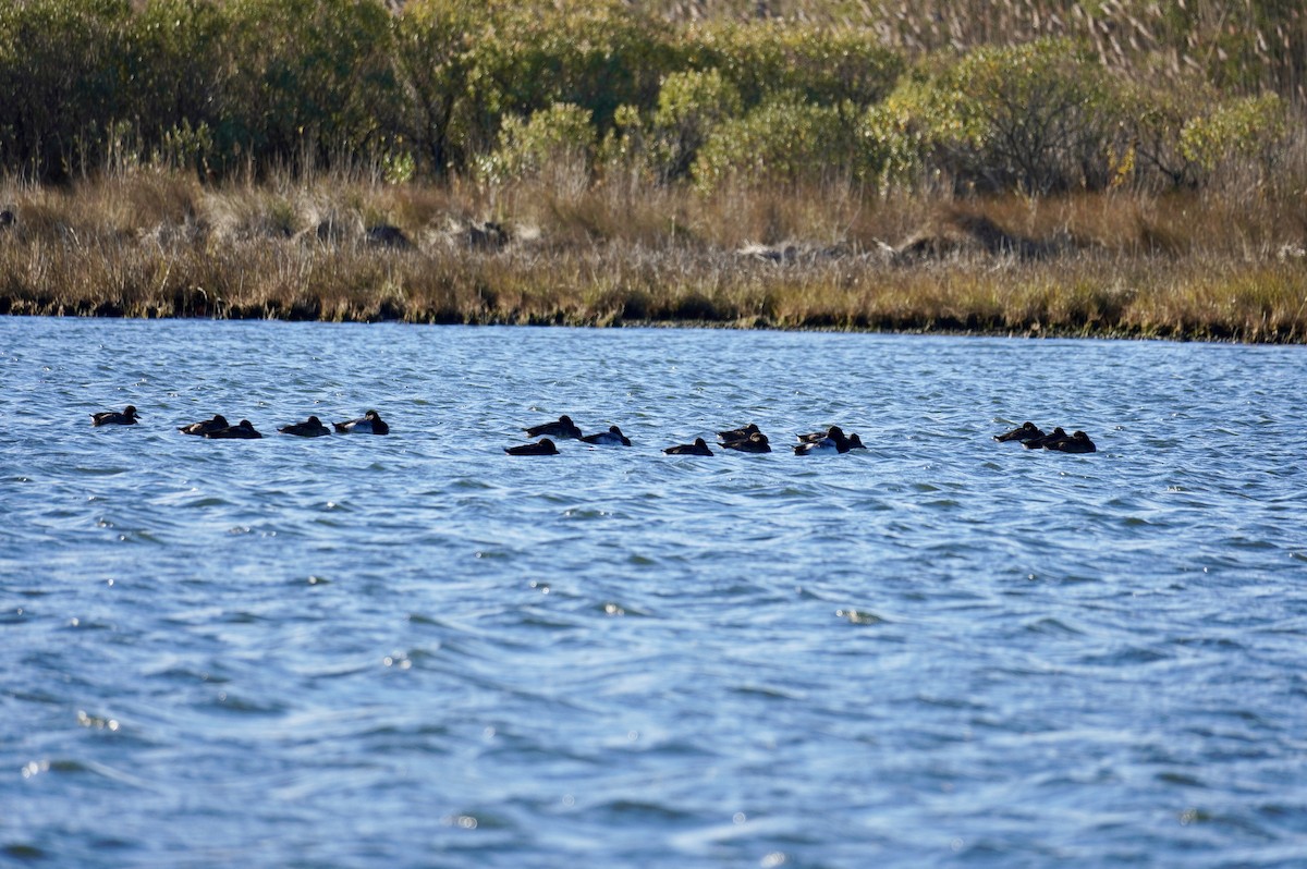 polák kaholka - ML646050915