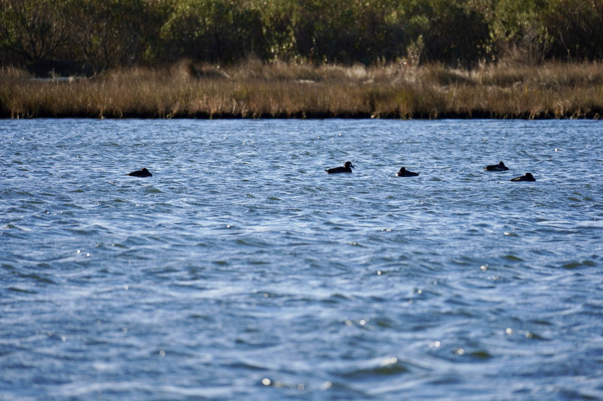 polák kaholka - ML646050916