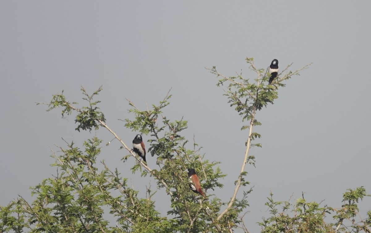 Tricolored Munia - ML646050918