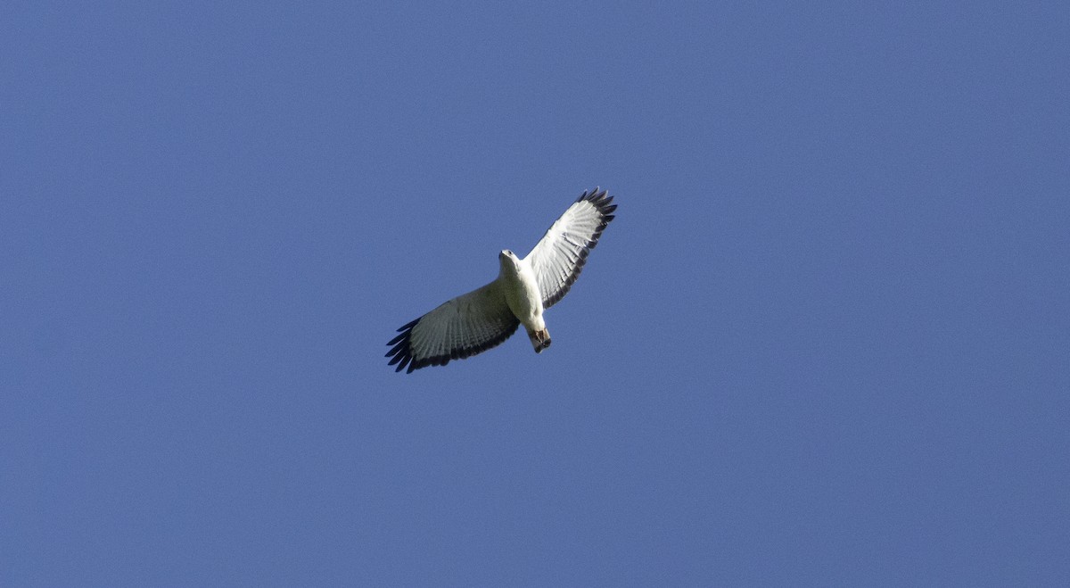 White-necked Hawk - ML646050919
