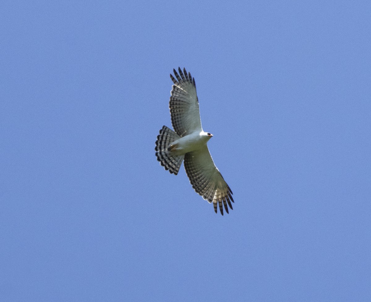 Black-and-white Hawk-Eagle - ML646050923